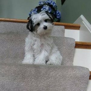 Meet your Posher, Jean